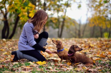 Çak bir beşlik. Köpek patisini bir kadının eline bastırıyor. Genç kadın dachshund 'unu eğitiyor.