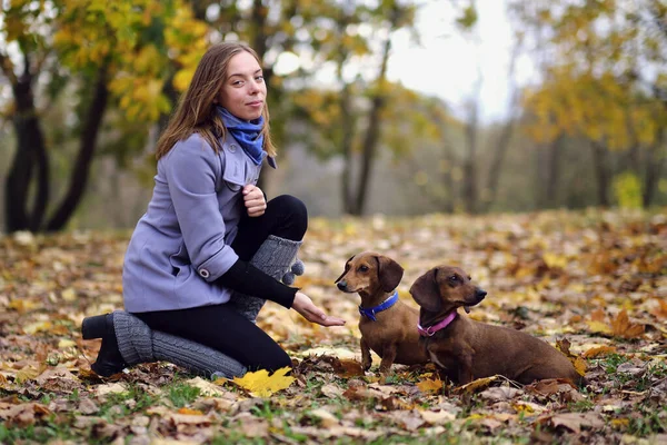 Dá-me cinco. Um cão a pressionar a pata contra uma mão de mulher. jovem mulher treinando seu dachshund — Fotografia de Stock