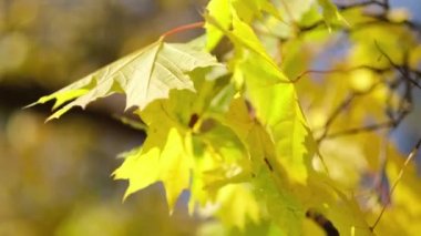 Eski ağaçların odaksız akçaağaç yaprakları ve dallar arasında şeffaf gün batımı ışığı. Rüzgarda sallanan bir ağacın yeşil yaprakları. Güneş parlıyor. 4k çekim yavaş çekim.
