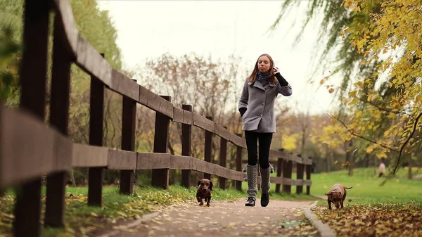 Kleine hond met eigenaar brengen een dag in het park spelen en plezier hebben — Stockfoto