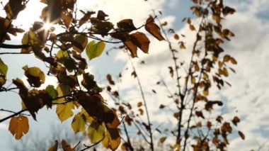 Eski ağaçların yaprakları ve gün batımının yumuşaklığı dallar arasında şeffaflaşıyor. Rüzgarda sallanan bir ağacın yeşil yaprakları. Güneş parlıyor. Soyut ağır çekim