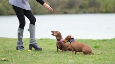Bahçede köpek eğitiyorum. Küçük dachshund sahibi komutlarını yerine getirir. Köpek bakıcısı köpek numaralarını öğretir. yavaş çekim