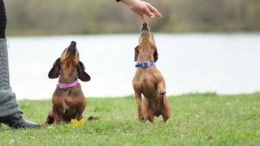Bahçede köpek eğitiyorum. Küçük dachshund sahibi komutlarını yerine getirir. Köpek bakıcısı köpek numaralarını öğretir. yavaş çekim