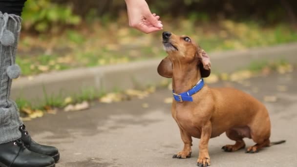 Unrecognizable person, woman, hand of owner is feeding beautiful smart hungry dog from arm. Training cute beautiful pet, puppy outdoors. slow motion — Stock Video