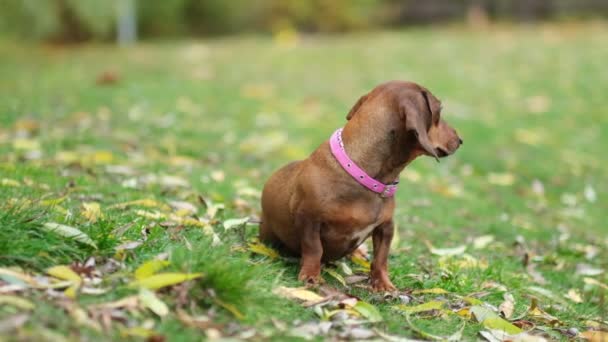 Üzgün gözlü köpek portresi olan güzel bir dachshund köpeği. yavaş çekim — Stok video