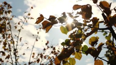 Eski ağaçların yaprakları ve gün batımının yumuşaklığı dallar arasında şeffaflaşıyor. Rüzgarda sallanan bir ağacın yeşil yaprakları. Güneş parlıyor. Soyut ağır çekim