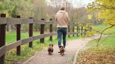 Ağır çekim. Sahibi olan küçük köpek bir gününü parkta oyun oynayarak ve eğlenerek geçiriyor. Yakın çekim videosu. Gülümseyen bayan köpeğiyle boş zaman geçiriyor. Doğada küçük köpeğiyle rahatlayan bir kadın..