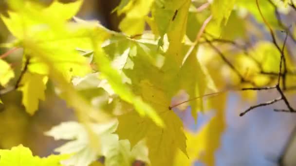 Ontdaan van esdoorn bladeren van oude bomen en zacht zonsondergang zonlicht transparant door takken. groene bladeren van een boom zwaaiend in de wind. De zon schijnt door. 4k beelden slow motion shot. — Stockvideo