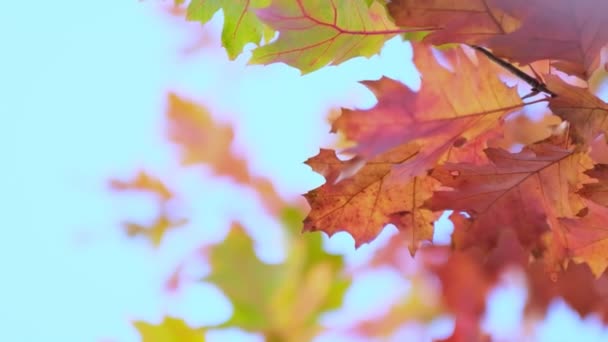 Eichenzweig mit orangefarbenen Blättern im Herbst. Natur im Hintergrund kalte Jahreszeit. Nahsicht. Zeitlupenaufnahmen. Aufgenommenes Video. — Stockvideo