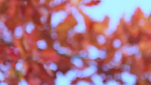 Дубовая ветка с апельсиновыми листьями в лесу осенью. Природа фон холодного сезона. close up view. Кадры медленного движения. Снимок видео. — стоковое видео