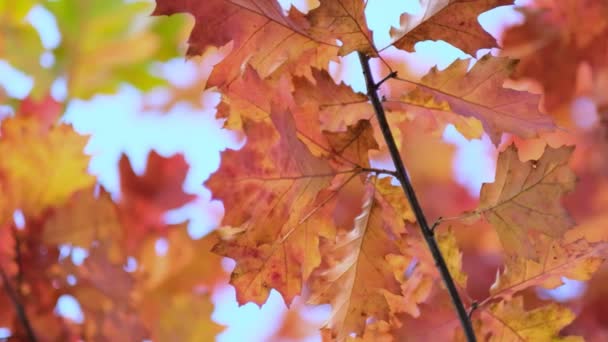 Eichenzweig mit orangefarbenen Blättern im Herbst. Natur im Hintergrund kalte Jahreszeit. Nahsicht. Zeitlupenaufnahmen. Aufgenommenes Video. — Stockvideo