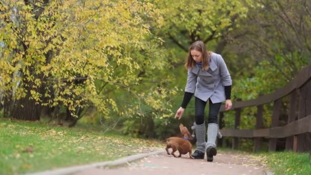 ฝึกสุนัขที่สนามหญ้า ดัชชุนด์เล็ก ๆ น้อย ๆ ดําเนินการคําสั่งเจ้าของ ผู้ดูแลสุนัขสอนกลสุนัข การเคลื่อนไหวช้า — วีดีโอสต็อก