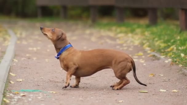 Bahçede köpek eğitiyorum. Küçük dachshund antrenman yapıyor ve etrafında dönüyor. Köpek bakıcısı köpek numaralarını öğretir. yavaş çekim — Stok video