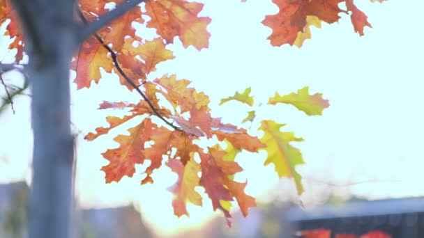 Eichenzweig mit orangefarbenen Blättern im Herbst. Natur im Hintergrund kalte Jahreszeit. Nahsicht. Zeitlupenaufnahmen. Aufgenommenes Video. — Stockvideo