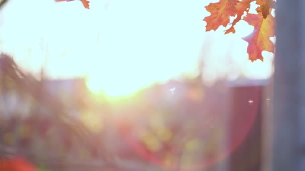 Eiken tak met sinaasappelbladeren in het bos in de herfst. Natuur achtergrond koud seizoen. Van dichtbij gezien. Slow motion beelden. Opgenomen video. — Stockvideo