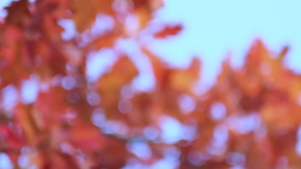 Eiken tak met sinaasappelbladeren in het bos in de herfst. Natuur achtergrond koud seizoen. Van dichtbij gezien. Slow motion beelden. Opgenomen video. — Stockvideo