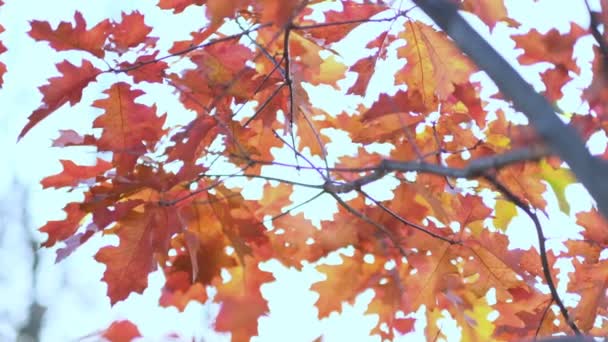 Дубовая ветка с апельсиновыми листьями в лесу осенью. Природа фон холодного сезона. close up view. Кадры медленного движения. Снимок видео. — стоковое видео