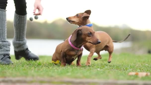 Training a a dog on the lawn. little dachshund executes owner commands. the dog handler teaches the dog tricks. slow motion — Stock Video