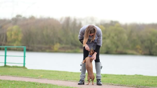 Addestrare un cane sul prato. little dachshund esegue i comandi del proprietario. il gestore del cane insegna i trucchi del cane. rallentatore — Video Stock