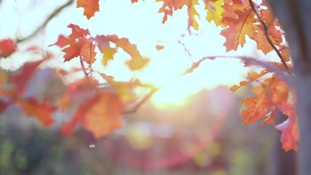 Oak branch with orange leaves in the forest in autumn. Nature background cold season. close up view. Slow motion footage. Shot video. — Stock Video
