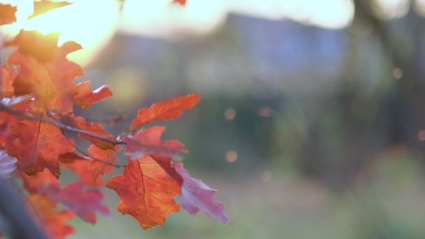 Eiken tak met sinaasappelbladeren in het bos in de herfst. Natuur achtergrond koud seizoen. Van dichtbij gezien. Slow motion beelden. Opgenomen video. — Stockvideo