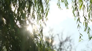 Eski ağaçların yaprakları ve gün batımının yumuşaklığı dallar arasında şeffaflaşıyor. Rüzgarda sallanan bir ağacın yeşil yaprakları. Güneş parlıyor. Soyut ağır çekim