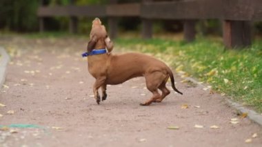Bahçede köpek eğitiyorum. Küçük dachshund antrenman yapıyor ve etrafında dönüyor. Köpek bakıcısı köpek numaralarını öğretir. yavaş çekim