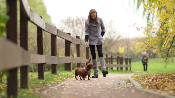 Mladá žena se prochází v parku se svými mazlíčky. dáma kráčí po žebříku dva jezevčíci běží podél podzimní sezóny. zpomalený pohyb — Stock video