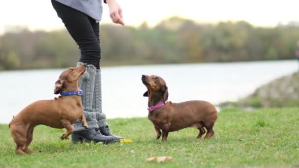 Cvičí psa na trávníku. Malý jezevčík vykonává příkazy vlastníka. psovod učí psí triky. zpomalený pohyb — Stock video
