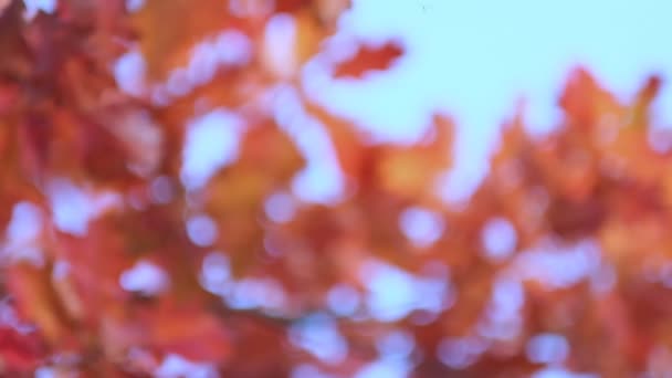 Ramo de carvalho com folhas de laranja na floresta no outono. Natureza fundo estação fria. vista de perto. Filmagem em câmara lenta. Filmado vídeo. — Vídeo de Stock