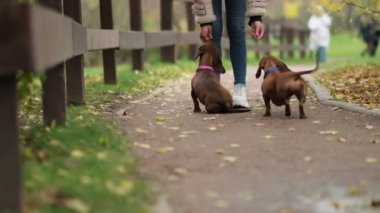 Köpek yavrusu için eğitim ödülü. Köpek maması. Köpeğin gözüne odaklan. Mutlu köpek dachshund 'u ikramla beslemek. yavaş çekim