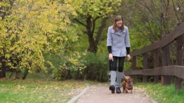 Bahçede köpek eğitiyorum. Küçük dachshund sahibi komutlarını yerine getirir. Köpek bakıcısı köpek numaralarını öğretir. yavaş çekim