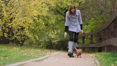 Bahçede köpek eğitiyorum. Küçük dachshund sahibi komutlarını yerine getirir. Köpek bakıcısı köpek numaralarını öğretir. yavaş çekim