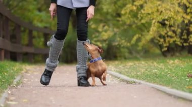 Bahçede köpek eğitiyorum. Küçük dachshund sahibi komutlarını yerine getirir. Köpek bakıcısı köpek numaralarını öğretir. yavaş çekim