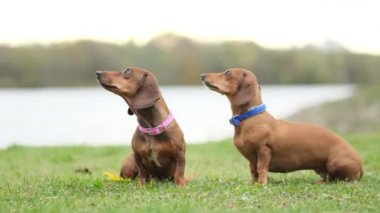 Bahçede köpek eğitiyorum. Küçük dachshund sahibi komutlarını yerine getirir. Köpek bakıcısı köpek numaralarını öğretir. yavaş çekim