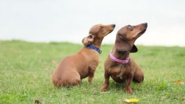 Bahçede köpek eğitiyorum. Küçük dachshund sahibi komutlarını yerine getirir. Köpek bakıcısı köpek numaralarını öğretir. yavaş çekim