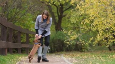 Bahçede köpek eğitiyorum. Küçük dachshund sahibi komutlarını yerine getirir. Köpek bakıcısı köpek numaralarını öğretir. yavaş çekim