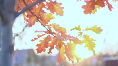 Sonbaharda ormanda portakal yapraklı meşe dalı. Doğanın soğuk sezonu. Manzarayı kapat. Yavaş çekim. Çekilen video.
