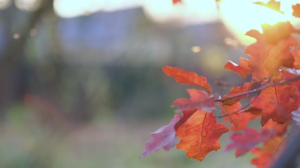 Rama de roble con hojas de color naranja en el bosque en otoño. Fondo de la naturaleza estación fría. Vista de cerca. Imágenes en cámara lenta. Vídeo filmado. — Vídeos de Stock