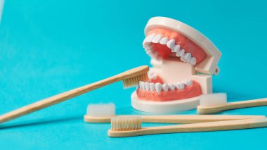 Üzerinde diş fırçası olan çene modeli. Bambudan yapılmış ekolojik diş fırçaları ve diş macunlu doğal kıllar. Ağız bakımı, diş sağlığı. Ağız temizliği kavramı.