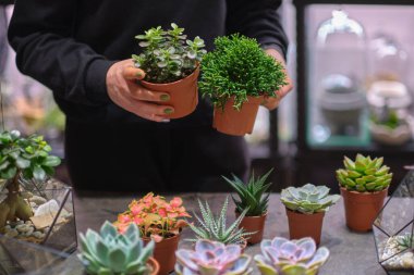 Dişinin elinde cam floraryum vazo ve sulu bitkiler var. Minyatür bitkilerle dolu küçük bir bahçe. Ev içi bitkiler. DIY florarium. Cam geometrik içinde büyüyen renkli bitkiler