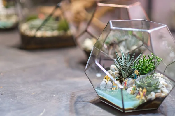 ミニチュア植物の小さな庭。自宅の屋内植物。DIYのフラリウム。モダンなオーガニックインテリア。ガラス幾何学的に成長するカラフルな植物 — ストック写真