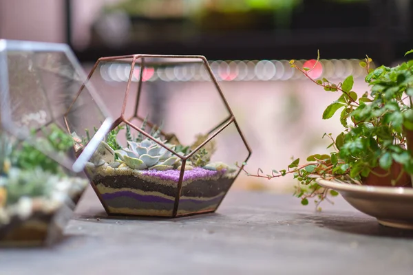 Liten trädgård med miniväxter. Hemma inomhusväxter. Gör-det-själv-blomman. Modern ekologisk inredning. Färgglada växter som växer i geometriskt glas — Stockfoto