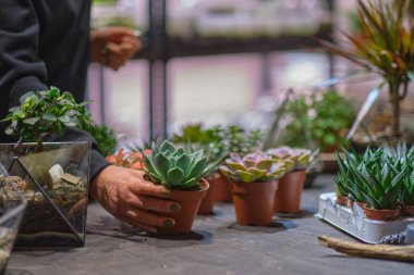 Dişinin elinde cam floraryum vazo ve sulu bitkiler var. Minyatür bitkilerle dolu küçük bir bahçe. Ev içi bitkiler. DIY florarium. Cam geometrik içinde büyüyen renkli bitkiler