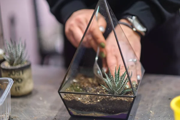 DIYのフラリウム。家庭菜園マスタークラス。ガラスの幾何学的な形の花瓶に多肉植物を植える手の閉鎖 — ストック写真