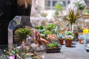 Dişinin elinde cam floraryum vazo ve sulu bitkiler var. Minyatür bitkilerle dolu küçük bir bahçe. Ev içi bitkiler. DIY florarium. Cam geometrik içinde büyüyen renkli bitkiler