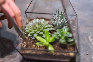 Dişinin elinde cam floraryum vazo ve sulu bitkiler var. Minyatür bitkilerle dolu küçük bir bahçe. Ev içi bitkiler. DIY florarium. Cam geometrik içinde büyüyen renkli bitkiler