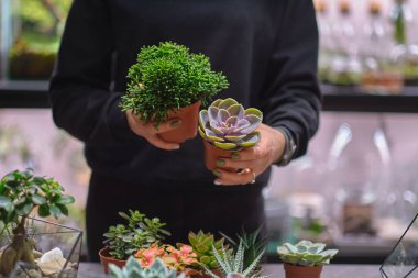 Dişinin elinde cam floraryum vazo ve sulu bitkiler var. Minyatür bitkilerle dolu küçük bir bahçe. Ev içi bitkiler. DIY florarium. Cam geometrik içinde büyüyen renkli bitkiler