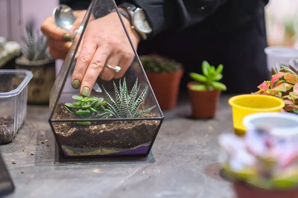 女性は多肉植物のガラスフラリウム花瓶を保持していますミニチュア植物の小さな庭。自宅の屋内植物。DIYのフラリウム。ガラス幾何学的に成長するカラフルな植物 — ストック写真