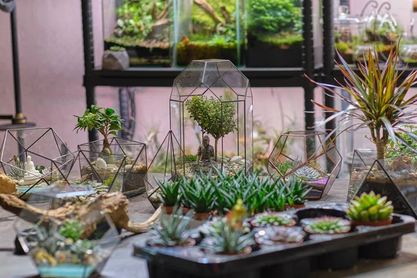 ミニチュア植物の小さな庭。自宅の屋内植物。DIYのフラリウム。モダンなオーガニックインテリア。ガラス幾何学的に成長するカラフルな植物 — ストック写真